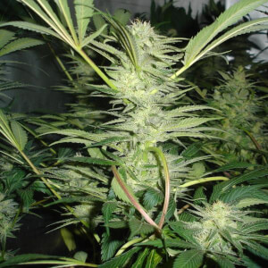 White Widow